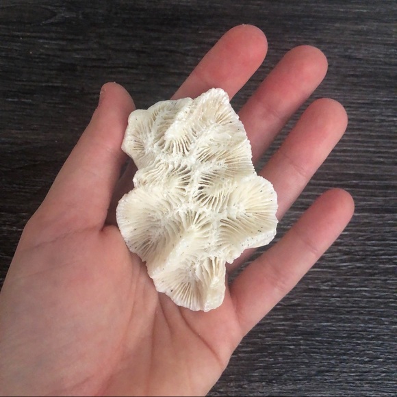 Coral Natural (lot of 6) for Decor, Gilded 🌵 🏺 - Picture 6 of 8